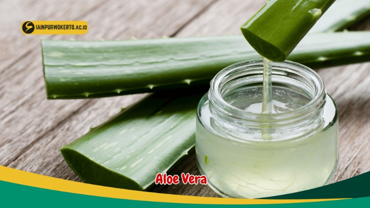 Aloe vera luka bakar