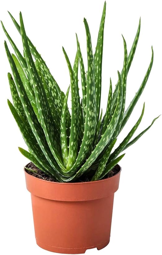 Aloe vera pembersih udara