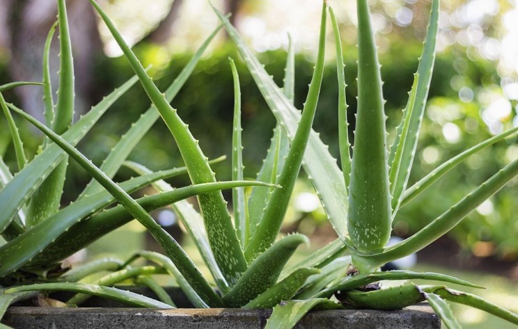 Aloe vera pembersih udara