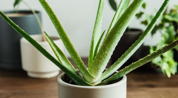 Aloe vera pembersih udara