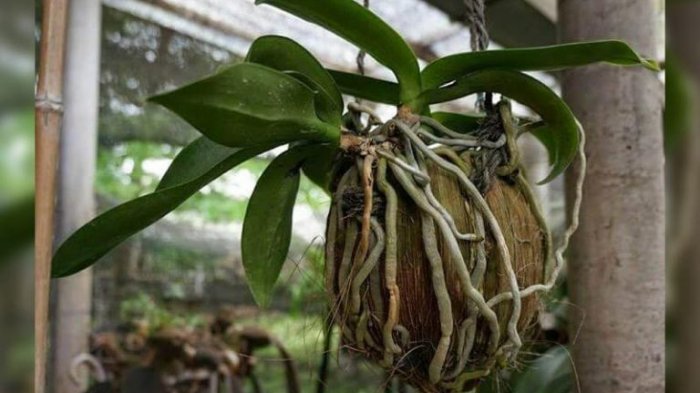 Anggrek obat herbal