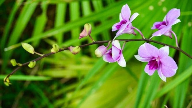 Anggrek obat herbal