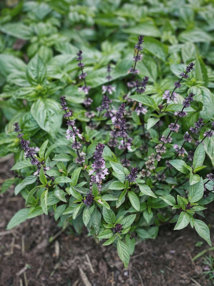 Basil anti peradangan