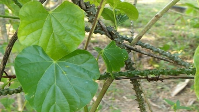 Brotowali penurun gula darah