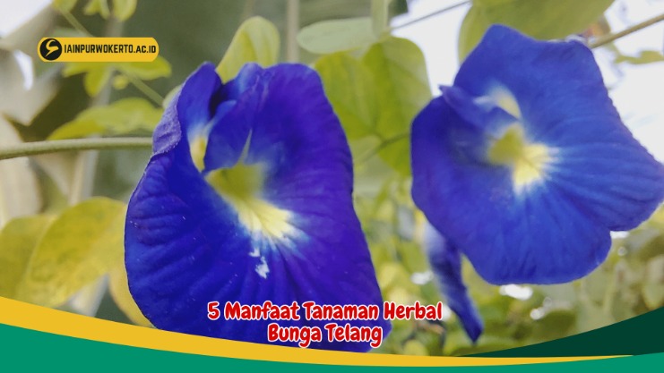 Bunga telang untuk otak