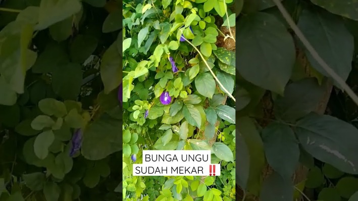 Bunga telang untuk otak