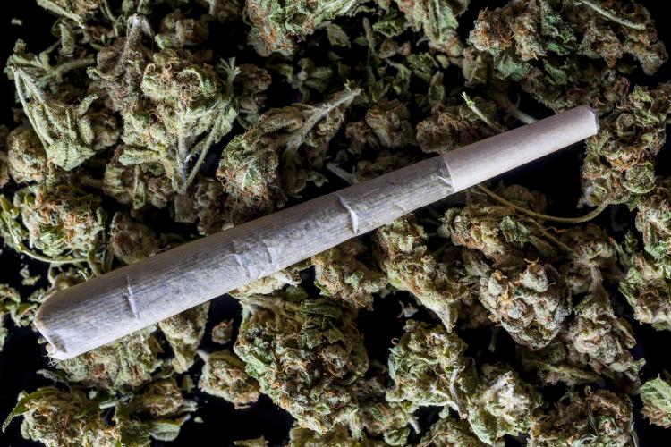 Cannabis untuk terapi