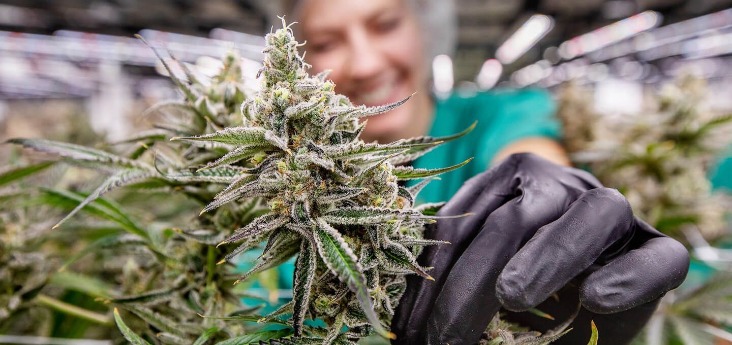 Cannabis untuk terapi