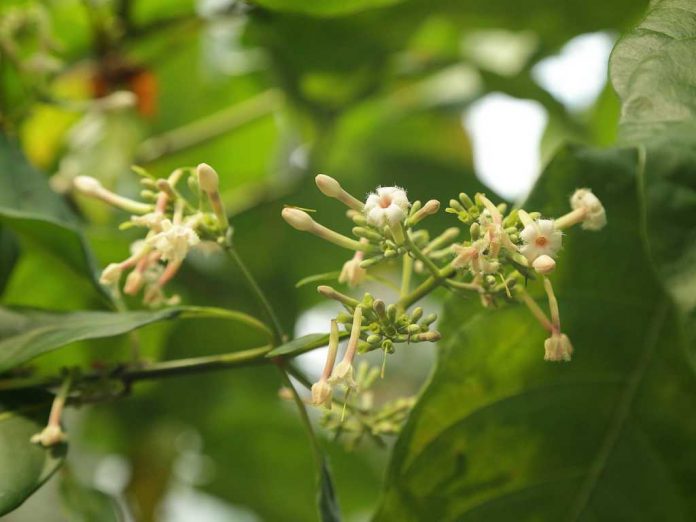 Cinchona obat malaria