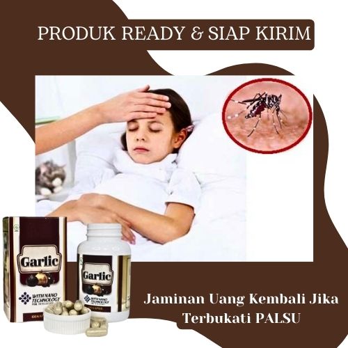 Cinchona Obat Malaria