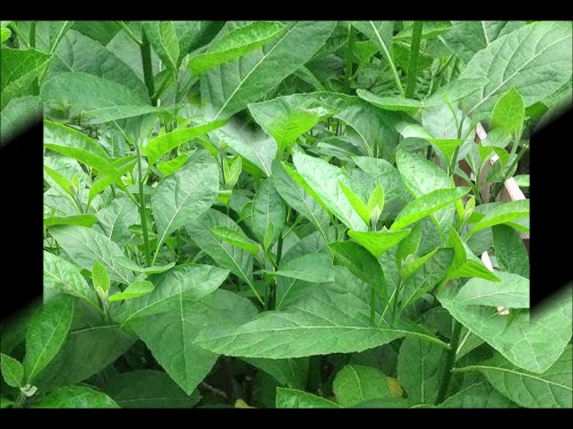 Daun afrika kolesterol