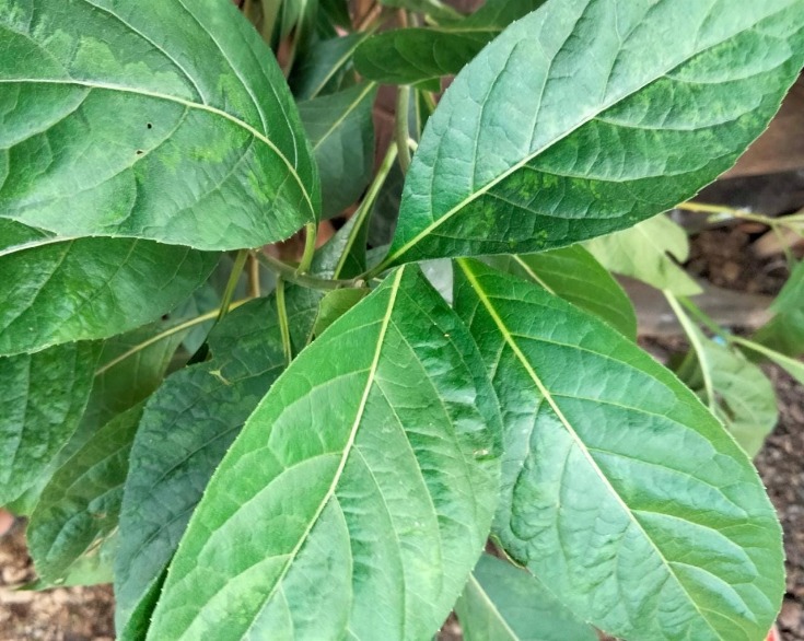 Daun afrika melancarkan aliran darah