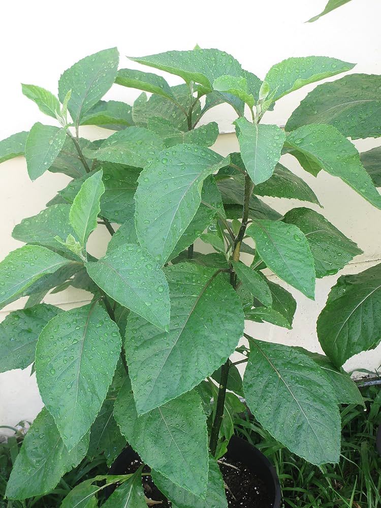 Daun afrika melancarkan aliran darah