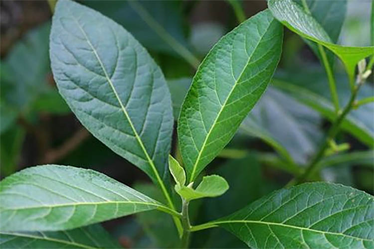 Daun Afrika Melancarkan Aliran Darah