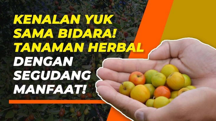 Daun Bidara Untuk Luka