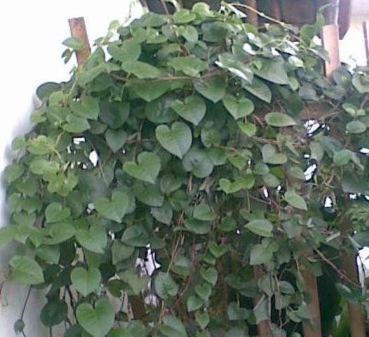 Daun binahong penyembuh luka