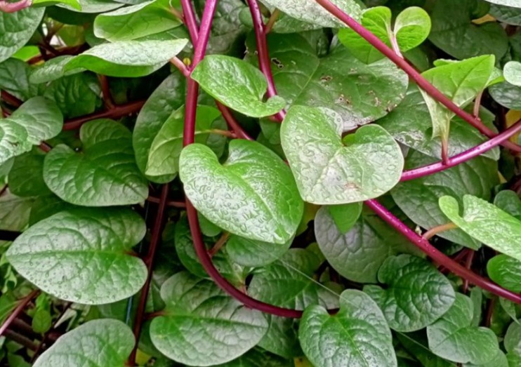 Daun binahong penyembuh luka
