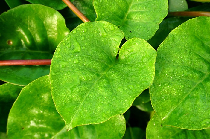 Daun binahong penyembuh luka