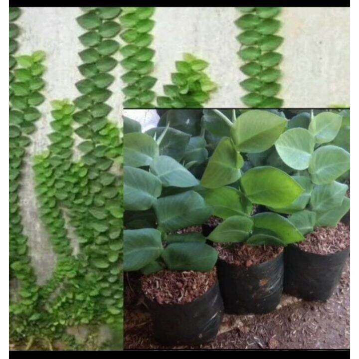 Daun dolar penyaring udara