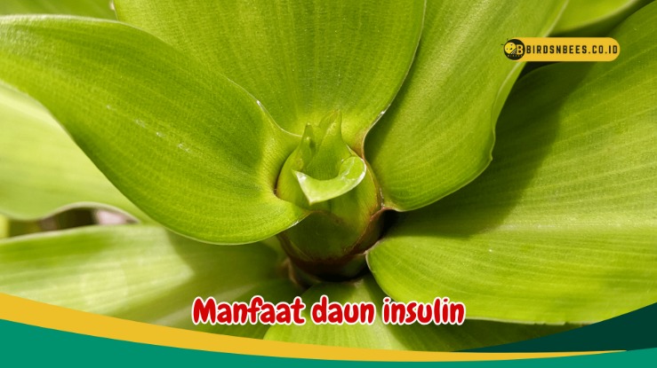 Daun insulin diabetes