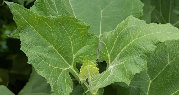 Daun insulin diabetes