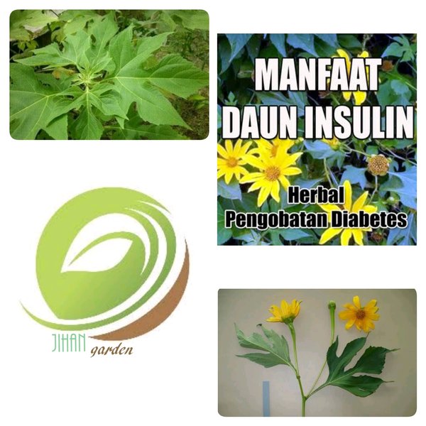 Daun insulin diabetes