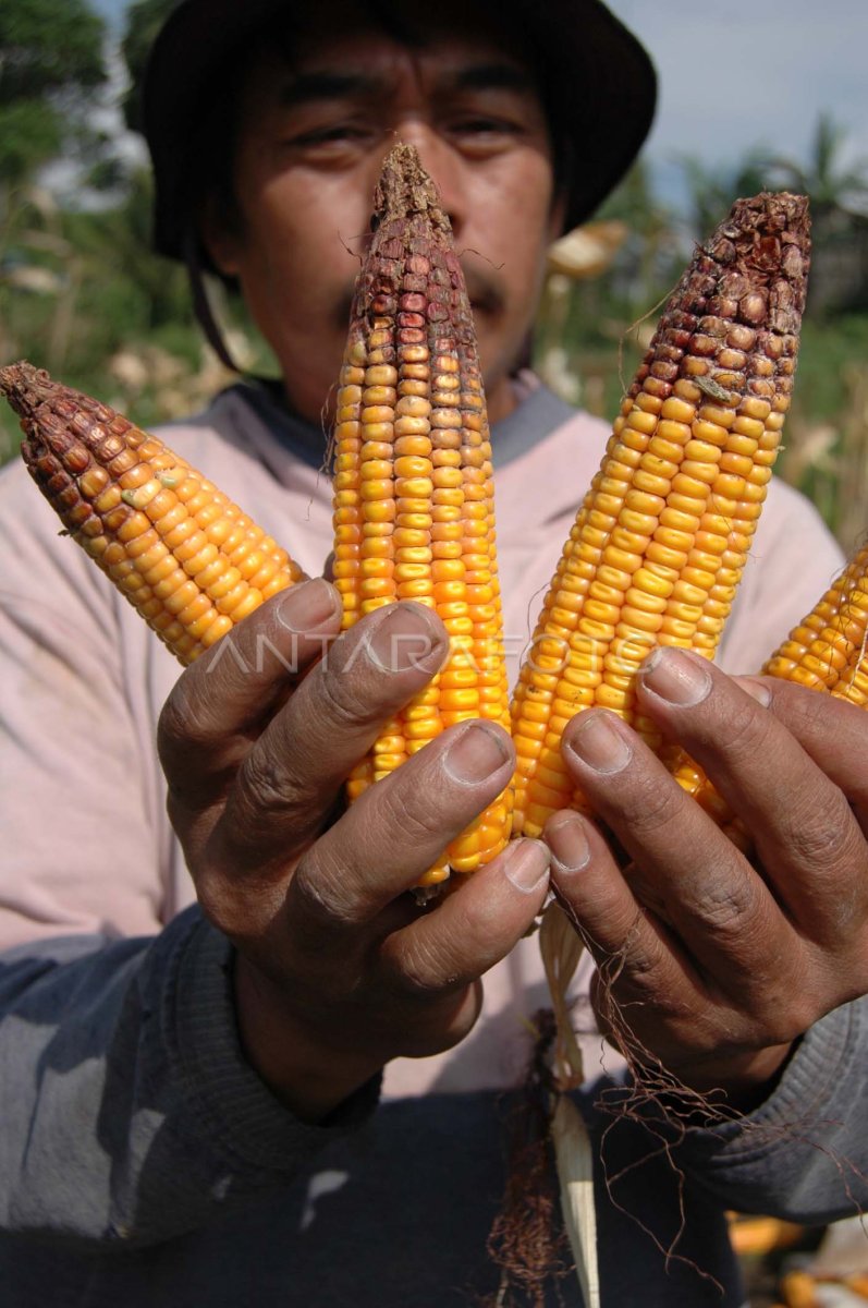 Daun jagung ternak