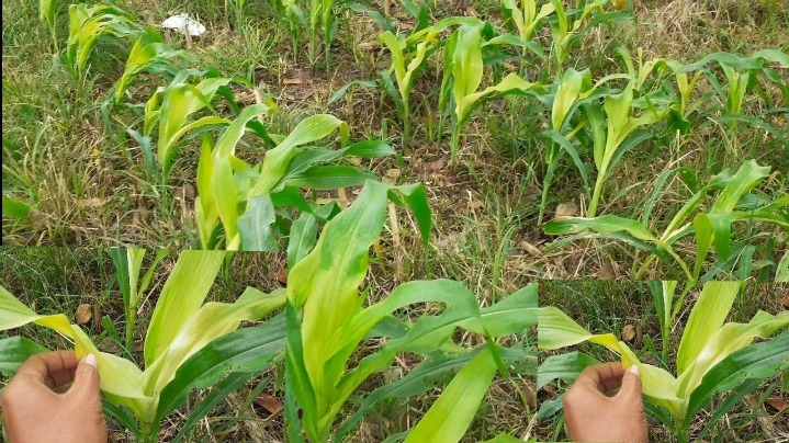 Daun jagung ternak