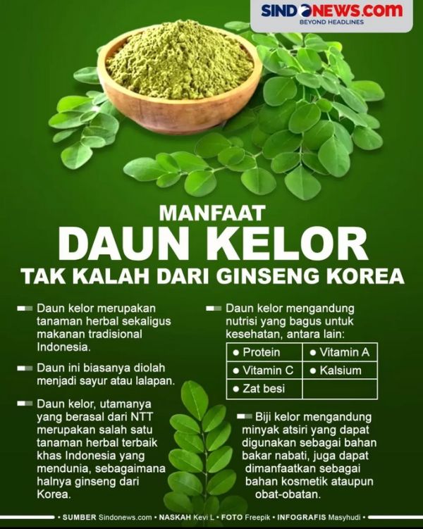 Daun kelor untuk gizi
