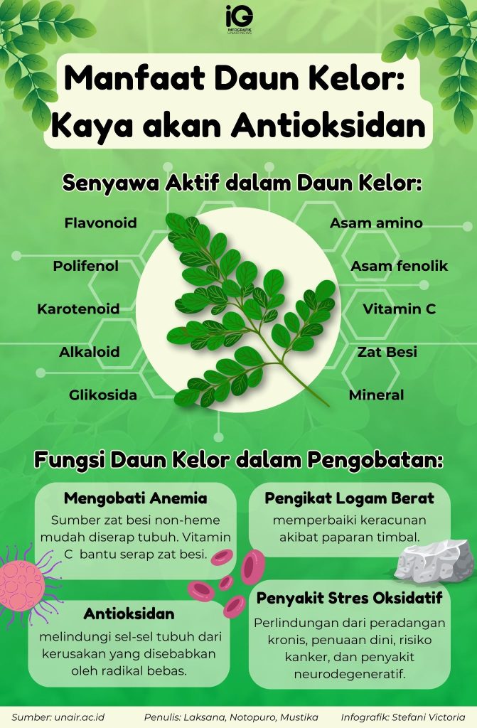 Daun kelor untuk gizi