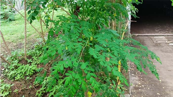Daun Kelor Untuk Gizi
