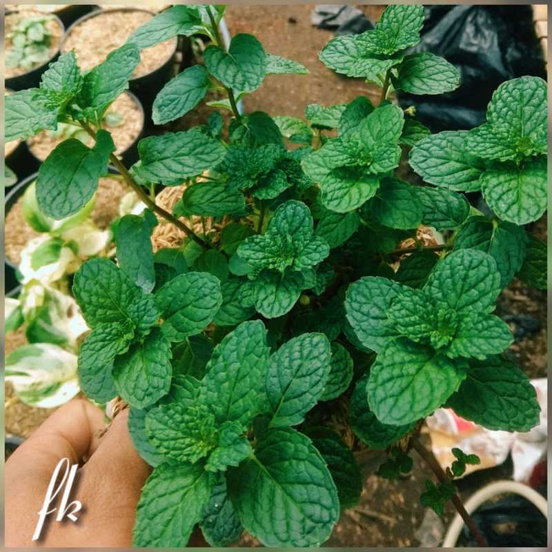 Daun mint untuk mulas