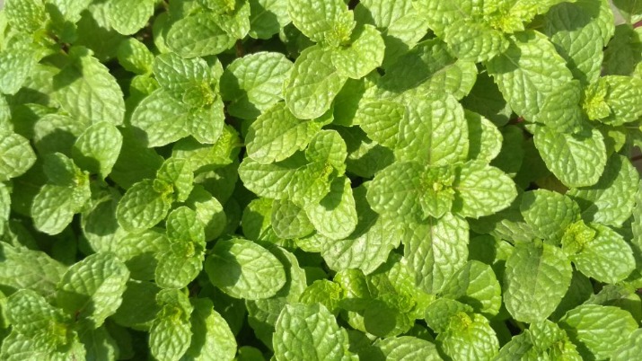Daun mint untuk mulas