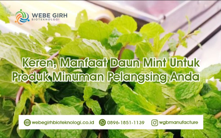 Daun mint untuk mulas