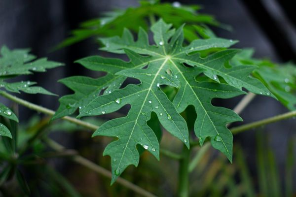 Daun pepaya penghilang flek