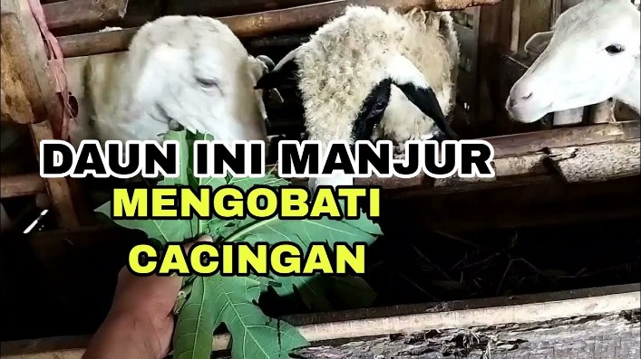 Daun pepaya untuk cacingan hewan
