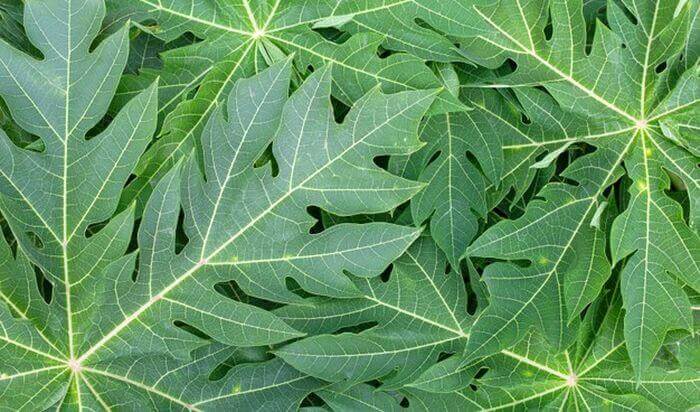 Daun pepaya untuk cacingan hewan