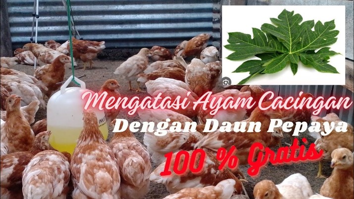Daun pepaya untuk cacingan hewan