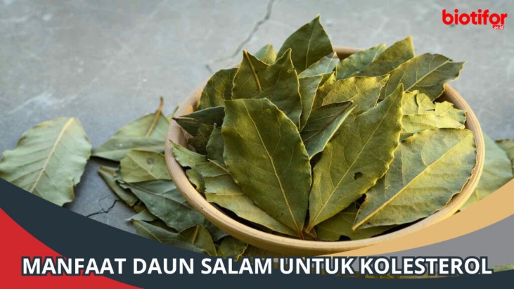 Daun salam untuk hipertensi
