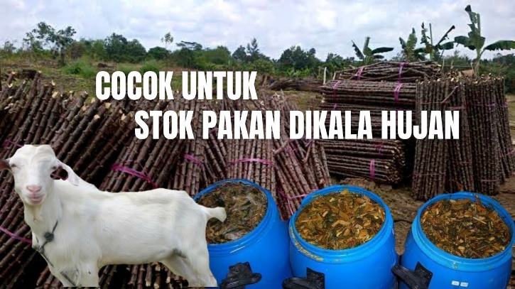 Daun singkong pakan kambing
