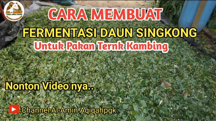 Daun singkong pakan kambing