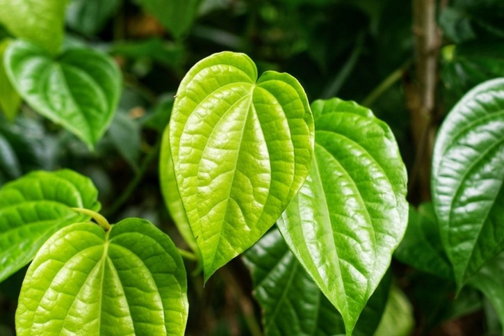 Daun sirih untuk keputihan