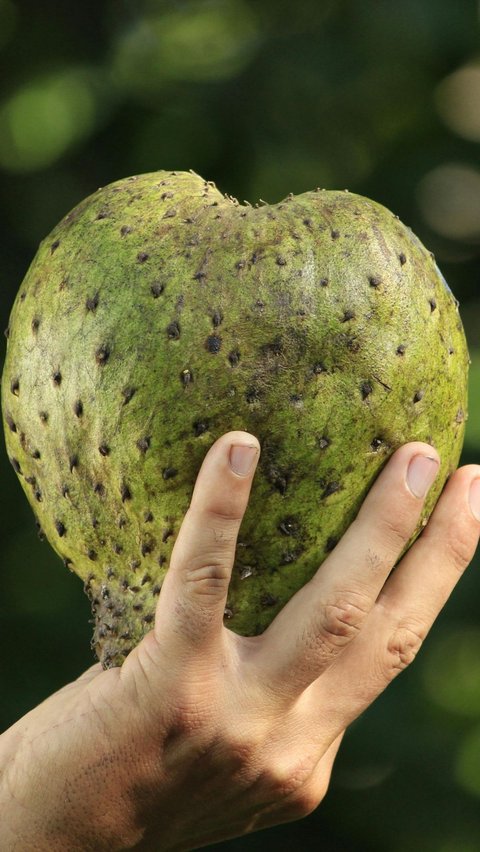 Daun sirsak anti insomnia