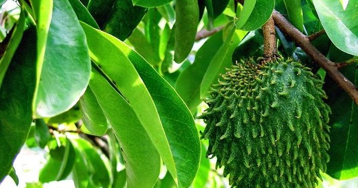 Daun sirsak untuk kanker