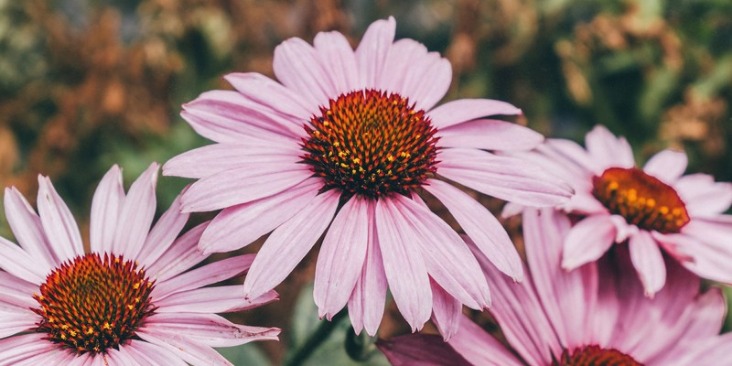 Echinacea penambah imun