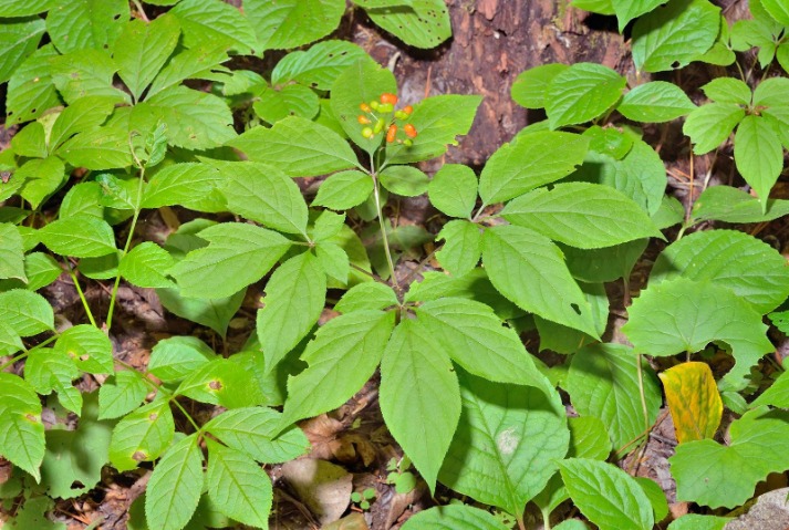 Ginseng stamina alami
