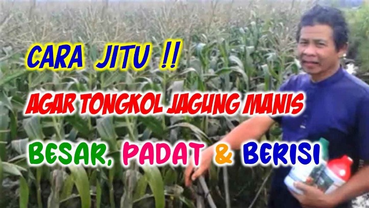 Jagung kaya serat
