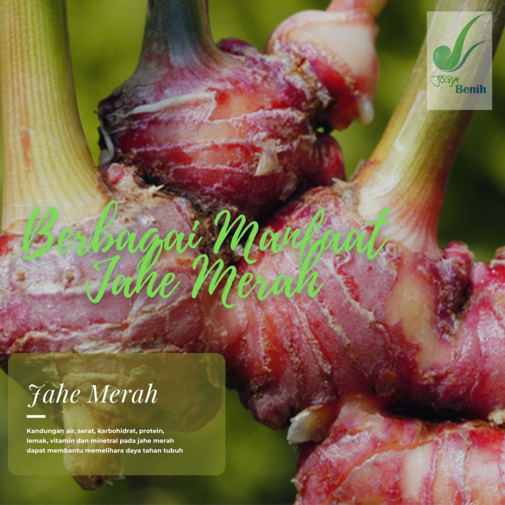 Jahe merah energi tubuh