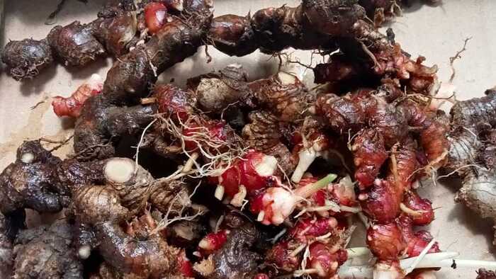 Jahe merah untuk otak