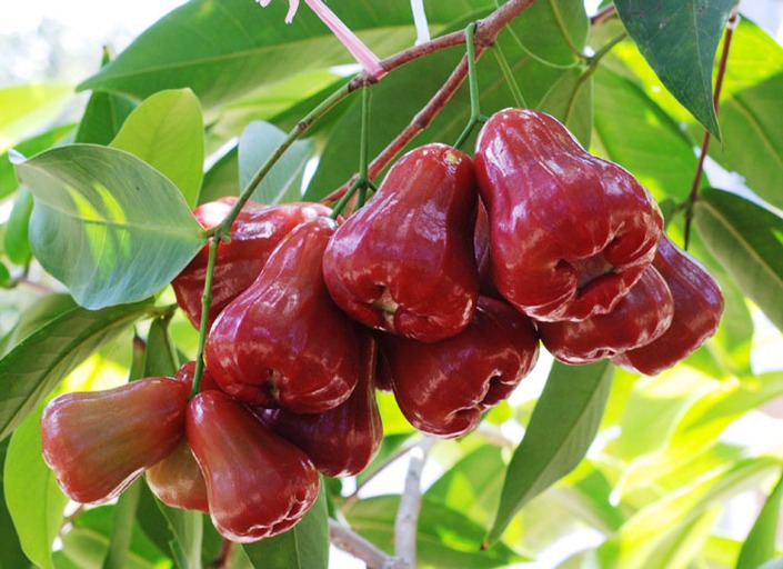 Jambu biji untuk diare